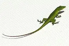 Description de l'image Anolis smaragdinus.jpg.