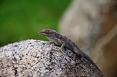 Description de l'image Anolis stratulus,puerto rico.jpg.