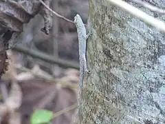 Description de l'image Anolis sulcifrons 60051452.jpg.