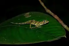 Description de l'image Anolis transversalis.jpg.