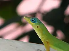 Description de l'image Anolis trinitatis 2.jpg.