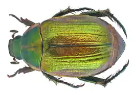 Anomala dubia.