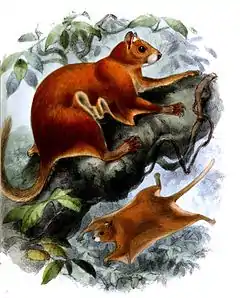 deux écureuils volants roux au milieu de branchages.