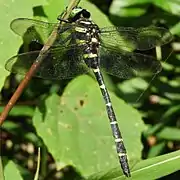 Anotogaster sieboldii (Cordulegastridae)