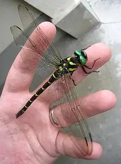 Description de l'image Anotogaster sieboldii in hand.jpg.