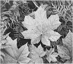 In Glacier National Park (1942).