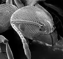 Tête de fourmi grossie au microscope électronique.