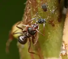 Insecte noir frottant ses antennes sur l'arrière d'un autre insecte plus petit.