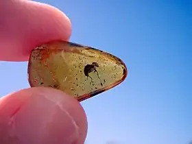  Fragment d'ambre domicain contenant un termite.