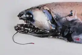Cette nouvelle espèce de poisson, découverte dans les eaux profondes antarctiques, possède un organe bioluminescent au bout d'un pédoncule fixé sous sa mâchoire inférieure.
