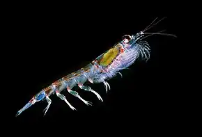 Un exemple d'Euphausiacea : Euphausia superba, le krill Antarctique.