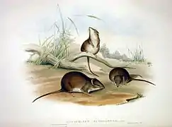 Antechinus flavipes