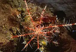 Comatule de Méditerranée (Antedon mediterranea, rare hors de Méditerranée)