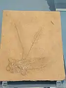 Fossile de Antedon pinnata