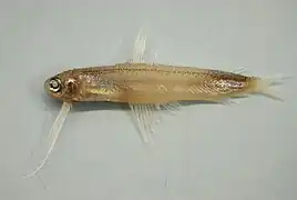 Bregmaceros atlanticus, un Bregmacerotidae