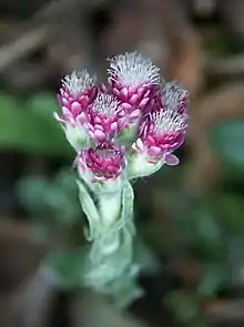 Fleurs femelles de Pied de chat dioïque.