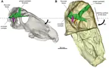 Reconstructions 3D semi-transparentes (basées sur la micro-tomodensitométrie à rayons X) des crânes des dinocéphales Anteosaurus magnificus (à gauche) et Moschognathus whaitsi (à droite) du Permien moyen d’Afrique du Sud, montrant la posture naturelle de la tête de ces animaux.
