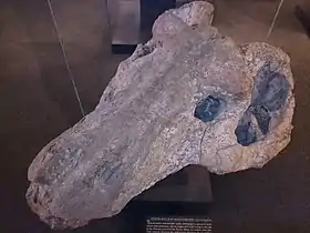 Crâne d’Anteosaurus magnificus (SAM-PK-K360) à fortes bosses postfrontales mais dépourvu de la bosse frontale. Ce spécimen, exposé à l’Iziko South African Museum du Cap en Afrique du Sud, fut découvert à Nuwelande près de Fraserburg dans la province du Cap-Nord.
