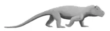 Reconstitution d’Anteosaurus magnificus basée sur les proportions du squelette de l’antéosaure Russe Titanophoneus potens
