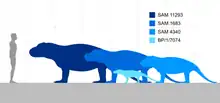 Illustration comparant la taille de trois grands spécimens et un juvénile de l’antéosauridé Anteosaurus magnificus avec un humain de 1,8 m de haut.