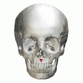 Les épines nasales antérieures (en rouge).
