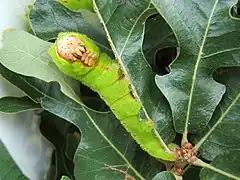 Chenille sur Quercus