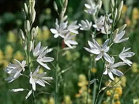 la Phalangère à fleur de lis (Anthericum liliago).