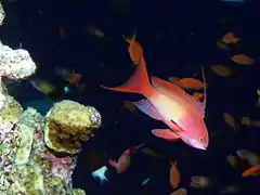 Pseudanthias squamipinnis