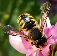 Anthidium manicatum, autre abeille imitant les guêpes.