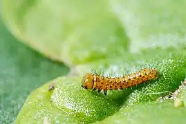 Chenille de papillon Aurore,premier stade