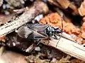 Anthocoridae: Anthocoris confusus, Lettonie