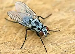 Femelle Anthomyia pluvialis