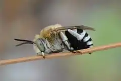 Description de l'image Anthophora affabilis (cropped).JPG.