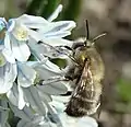 Anthophora plumipes