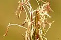 Anthoxanthum odoratum, Fleurs