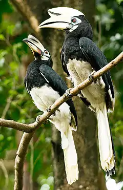 Image illustrative de l’article Kuala Lumpur Bird Park