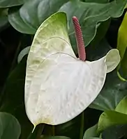 Inflorescence d'Anthurium avec sa spathe blanche et un spadice rouge