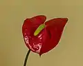 Un anthurium, d'une variété populaire aux Pays-Bas.