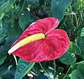 Anthurium.