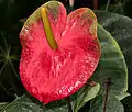 Spathe d'Anthurium hookeri