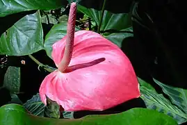 Anthurium andraeanum, rose foncé, jardins de Balata, Martinique