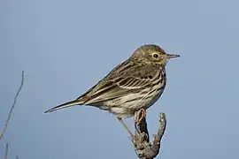 Pipit farlouse.