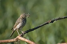 Photographie d'un oiseau marron moucheté portant des insectes dans son bec