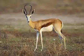Springbok mâle, à Etosha.