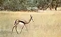 gazelle à poche dorsale, springbok (femelle)