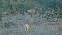 Antilope Bubale