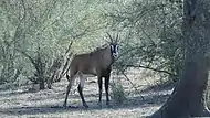 Antilope cheval