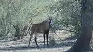 Antilope cheval dans le parc national de la Pendjari (Bénin).