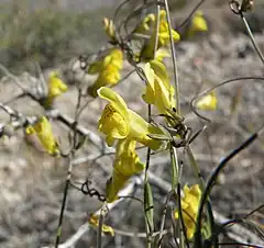 Description de l'image Antirrhinum filipes 1.jpg.