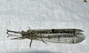 Distoleon tetragrammicus